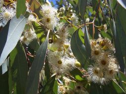 Esta planta no demanda ciudados especiales como fertilizantes y agua en abundancia. EFE  /