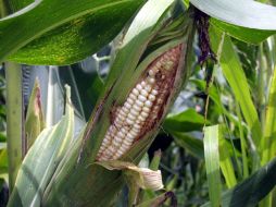 El agroparque es la alternativa no se pierda la reserva de tierra de uso agropecuario que aún se dispone, señaló el edil. ARCHIVO  /