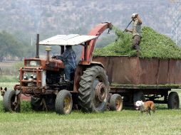 Según datos de la Sagarpa, 82% de las tierras rurales es menor a cinco hectáreas de superficie. EL INFORMADOR  /