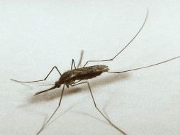 Mario Márquez Amezcua, insistió que a comparación del año pasado,  se observa un notable decremento en la epidemia. ARCHIVO  /