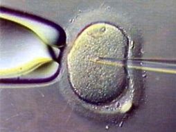 Los científicos filmaron embriones durante los días posteriores a que se produjera la fecundación. ESPECIAL  /