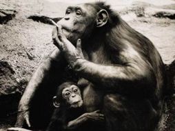 La expectativa de vida para chimpancés en su hábitat natural es de alrededor de 15 años. ESPECIAL  /