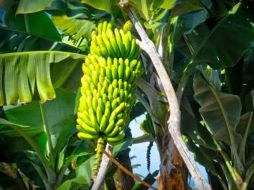 El evento internacional tratará sobre el desarrollo de exportaciones y métodos de cultivo del fruto. ARCHIVO  /