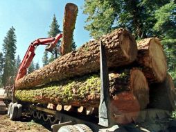 A pesar de que la argumentación a favor de la tala de árboles sea convincente, la deforestación real sería inminente. EFE  /