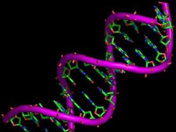 El estudio no sólo se ha identificado la nueva proteína, sino también su localización en el espacio y el tiempo. ESPECIAL  /
