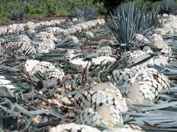 El tequila, a diferencia de otros productos destilados, se elabora con un mínimo de 51% de mieles de mezcal azul. EL INFORMADOR  /