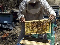 Una cosecha de 80 kilogramos de miel requiere del trabajo de 100 mil abejas obreras. EL INFORMADOR  /
