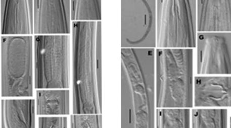 Han recibido el nombre de 'Crassolabium aenigmaticum' y 'Crassolabium vietnamense'. ELMUNDO.ES  /
