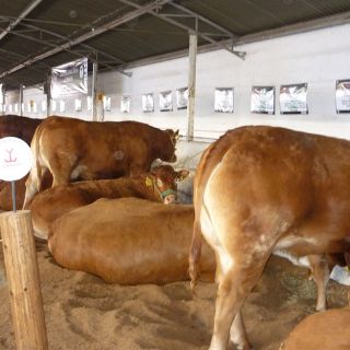 Concluye la muestra de Limousin en la Expo Ganadera