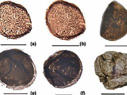 Criptoesporas recolectadas en la cuenca del Río de las Capillas. NEW PHYTOLOGIST  /