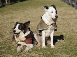 Los propietarios deberán reconocer que sus mascotas pueden tener problemas emocionales. EFE  /