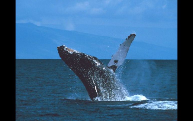 Fue identificada como ''ballena jorobada antártica número de catálogo 1363''. ESPECIAL  /