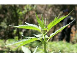 Manlio Fabio Beltrones, enfatizó que en México se continuará con la lucha contra el narcotráfico. ARCHIVO  /