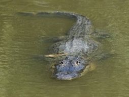 El animal fue atrapado por el capitán del ejército Roger Montiel. AFP  /