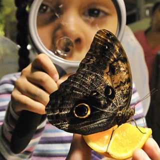Centenares de mariposas vuelan en el 'Museo de Historia Natural'