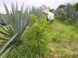 Señalan que para el tequila 100 por ciento de agave se utilizaron 548 mil 200 toneladas de la planta. ARCHIVO  /