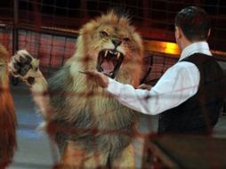 Los animales fueron llevados preventivamente al zoológico de aquella ciudad. AFP  /