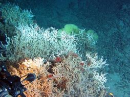 Los arrecifes de coral, algunas especies de ranas y otros anfibios están en peligro de extinción. AP  /