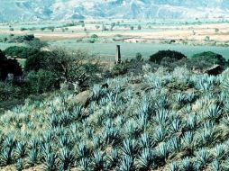 El tequila está protegido por la denominación de origen. ARCHIVO  /