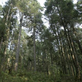 Ejidos forestales malbaratan su producción de Madera