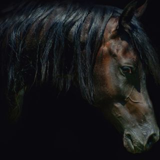 Clonan al primer caballo en Latinoamérica