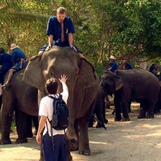 La caza furtiva de elefantes ha aumentado en los últimos tres años