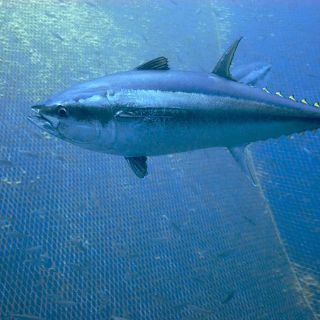 ONG’s piden que España apoye propuesta europea de limitar la pesca de atún rojo