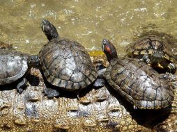 Entre las 415 tortugas rescatadas, existen tres tipos de: 400 'sokake', 11 'araña' y 4 'angononoka'. ARCHIVO  /