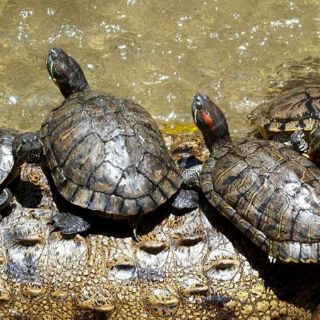 Cerca de 415 tortugas terrestres son devueltas a Madagascar