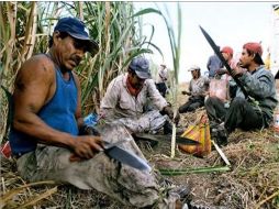 Los campesinos conocerán información como los precios de sus productos, nuevas semillas y fertilizantes. ARCHIVO  /