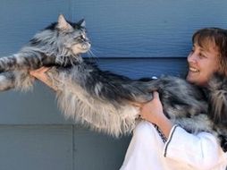 El animal, de 5 años, mide 123 centímetros. YAHOO.COM  /