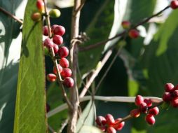 Industria cafetalera cerrará con alzas. ARCHIVO  /