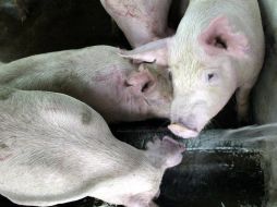 El virus de Aujeszky que enferma a los cerdos genera bajas en las utilidades de las granjas de hasta 30%. EL INFORMADOR  /