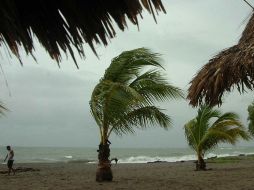 Un hombre camina entre las palmas azotadas por los vientos provocados por la fuerza de la tormenta tropical “Richard”. REUTERS  /