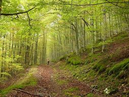 La polémica decisión permitirá la expansión de las aldeas de vacaciones, los campos de golf y la tala comercial de árboles. ESPECIAL  /