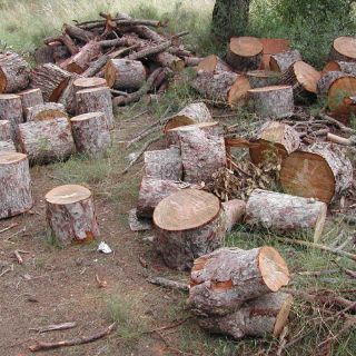 Depredación acaba con La Malinche