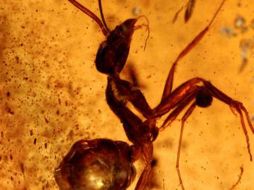 Los investigadores descompusieron el ámbar con disolventes y extrajeron más de 700 especímenes. ELPAÍS.COM  /