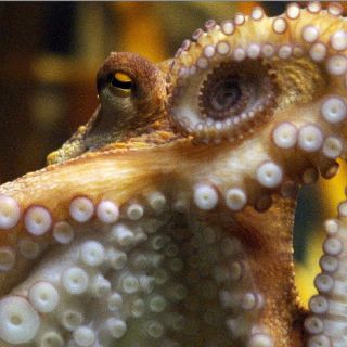 Muere Paul, el pulpo adivino del Mundial