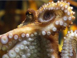 El pulpo Paul, famoso por sus pronósticos acertados en el Mundial, murió hoy en el acuario de Oberhausen en Alemania. AFP  /
