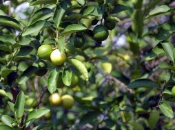 El problema sanitario supone una amenaza muy seria contra varias frutas incluyendo los limones. ARCHIVO  /