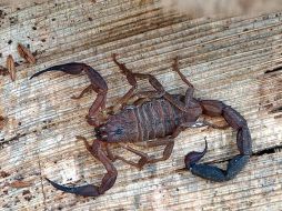 Este medicamento estará a disposición de los enfermos a finales de este año. EFE  /