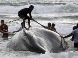 Ahora se centra todos los esfueszos para retirar el cádaver de la ballena. REUTERS  /