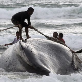 Una ballena tras pasar dos días en la playa atorada falleció