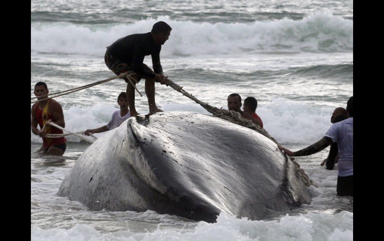 Ahora se centra todos los esfueszos para retirar el cádaver de la ballena. REUTERS  /