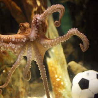 Pulpo Paul tendrá una calle con su nombre