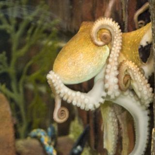 Pulpo Paul ya tiene sucesor