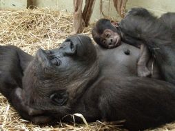 La gorila bebé esta siendo muy querida por su mamá es muy cariñosa con ella. AP  /