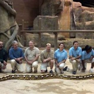 Muere la culebra más larga en cautiverio