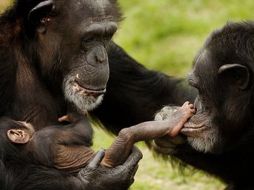 Chimpancés usan más su mano derecha para tareas de una sola mano. ESPECIAL  /