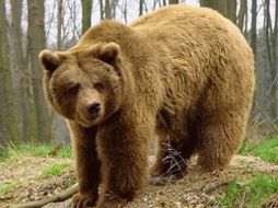 El verano más reciente ha sido el más caluroso del que se tenga registro en Rusia. ESPECIAL  /